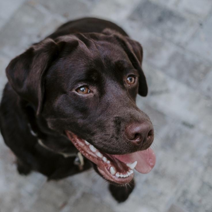 Ari Kapoor, Lead Design Curator at SandCrestGrove, reviewing corporate floral arrangements